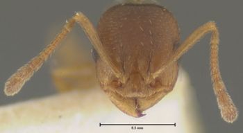 Media type: image;   Entomology 21033 Aspect: head frontal view